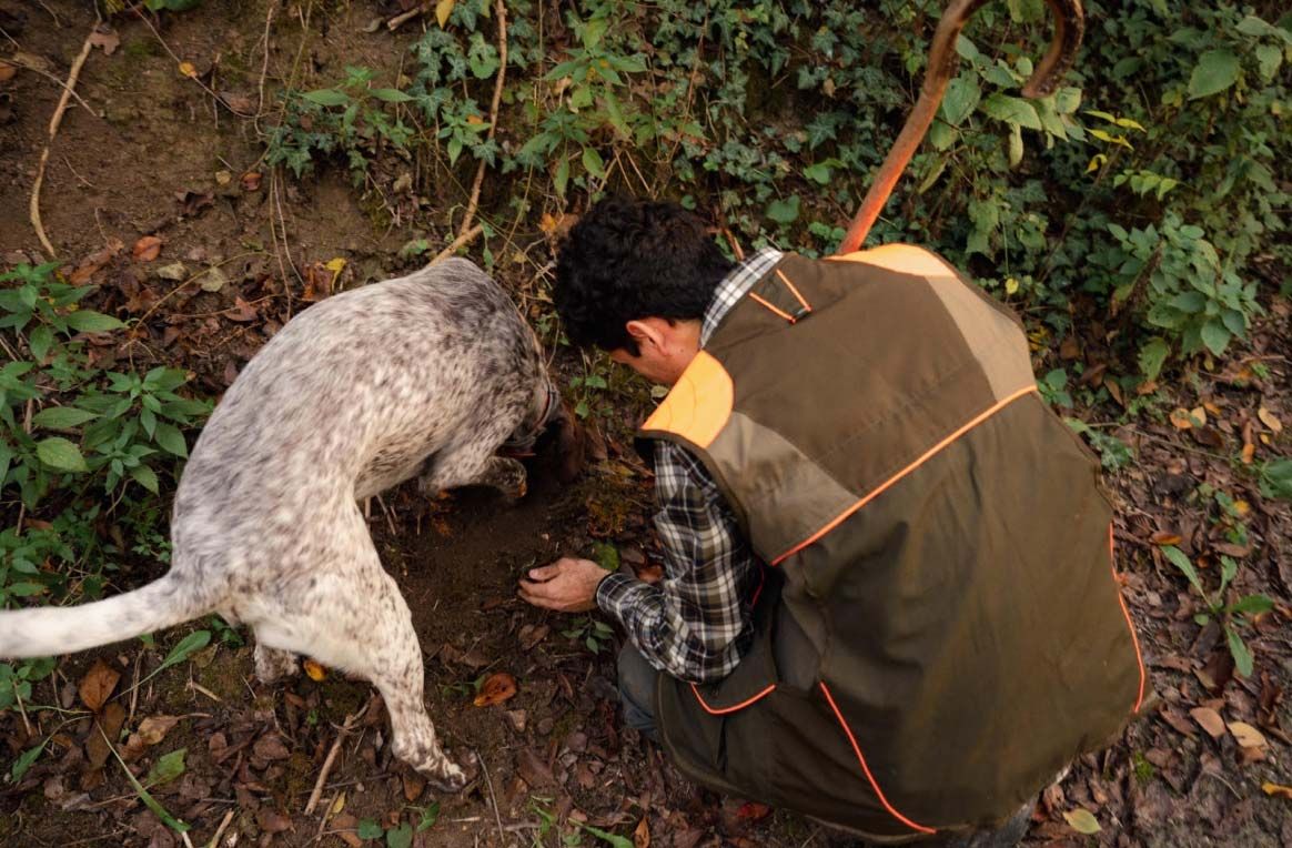 Cerca in notturna del tartufo nero