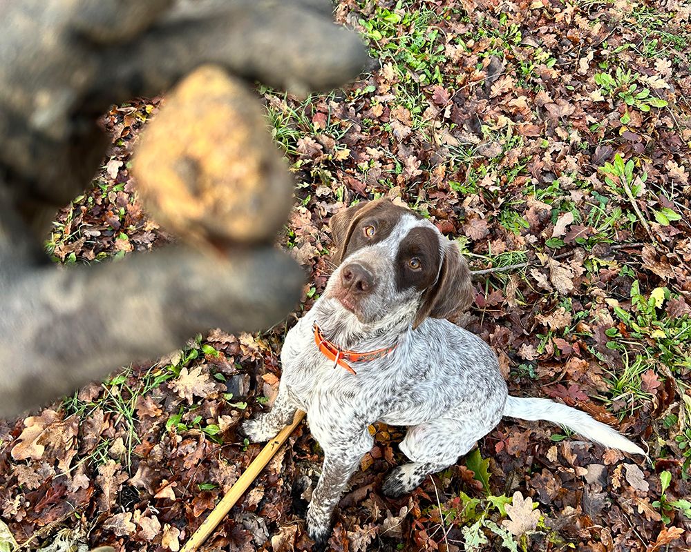 Tartufo bianco: rarità e prestigio